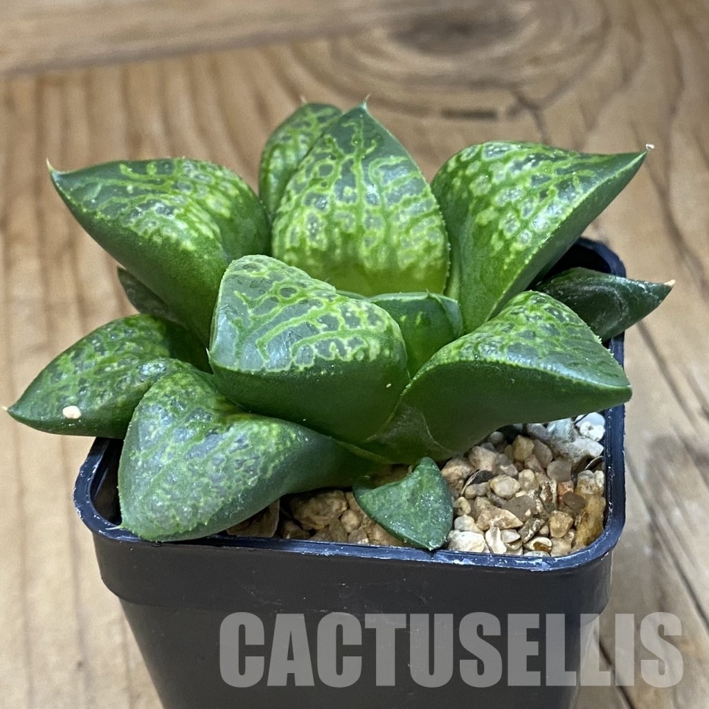 SH30675 Haworthia comptoniana ‘Kamen Butokai’ - Image 2