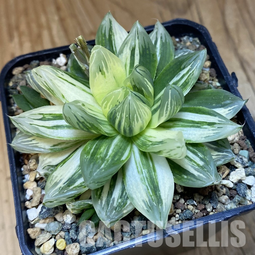 SH30676 Haworthia obtusa hybrid 'Hanabi'