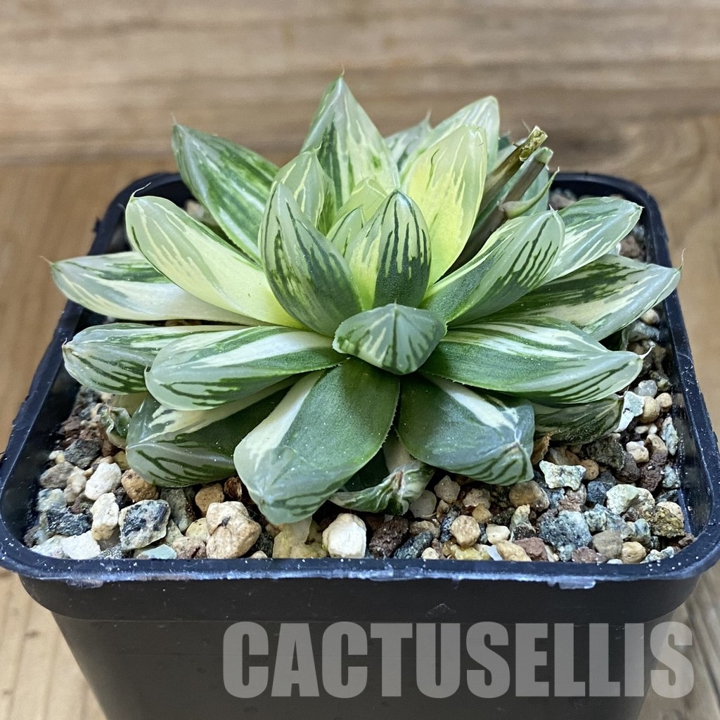SH30676 Haworthia obtusa hybrid 'Hanabi' - Image 2
