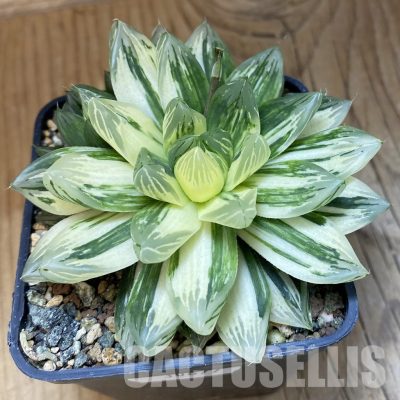 SH30677 Haworthia obtusa hybrid 'Hanabi'
