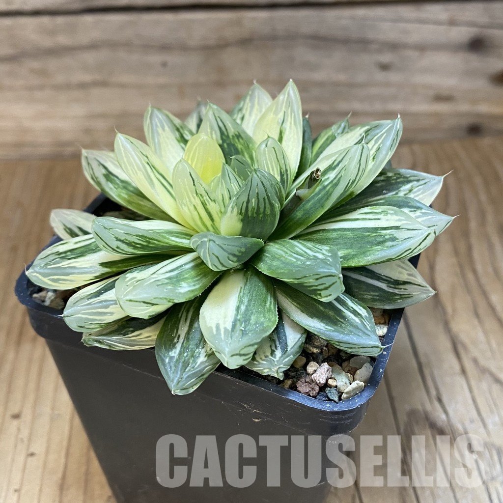 SH30677 Haworthia obtusa hybrid 'Hanabi' - Image 2