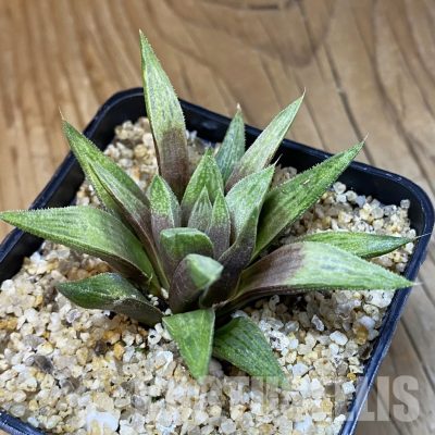 SH30678 Haworthia ‘Metallica’ hybrid