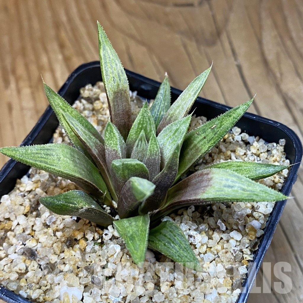 SH30678 Haworthia ‘Metallica’ hybrid