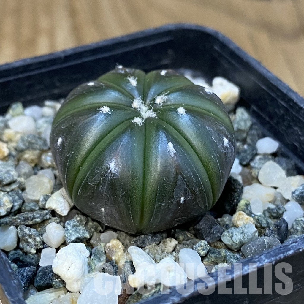 SH24405 Astrophytum asterias ‘Purple Skin’ - Image 2