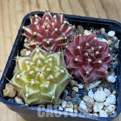 SH24433 Gymnocalycium mihanovichii ‘Neon’ hybrid, seedling mix
