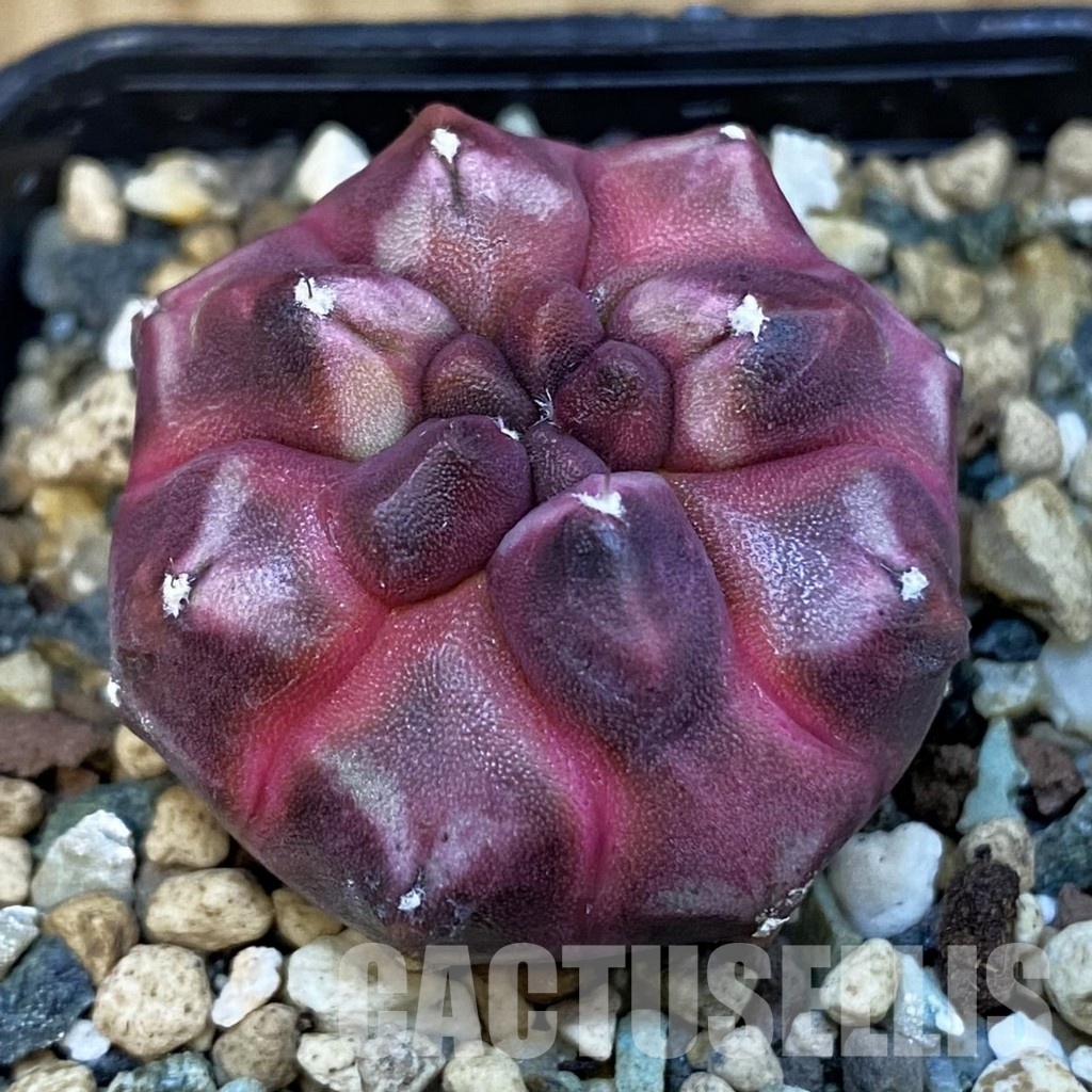 SH24707 Gymnocalycium mihanovichii ‘Day Dream’