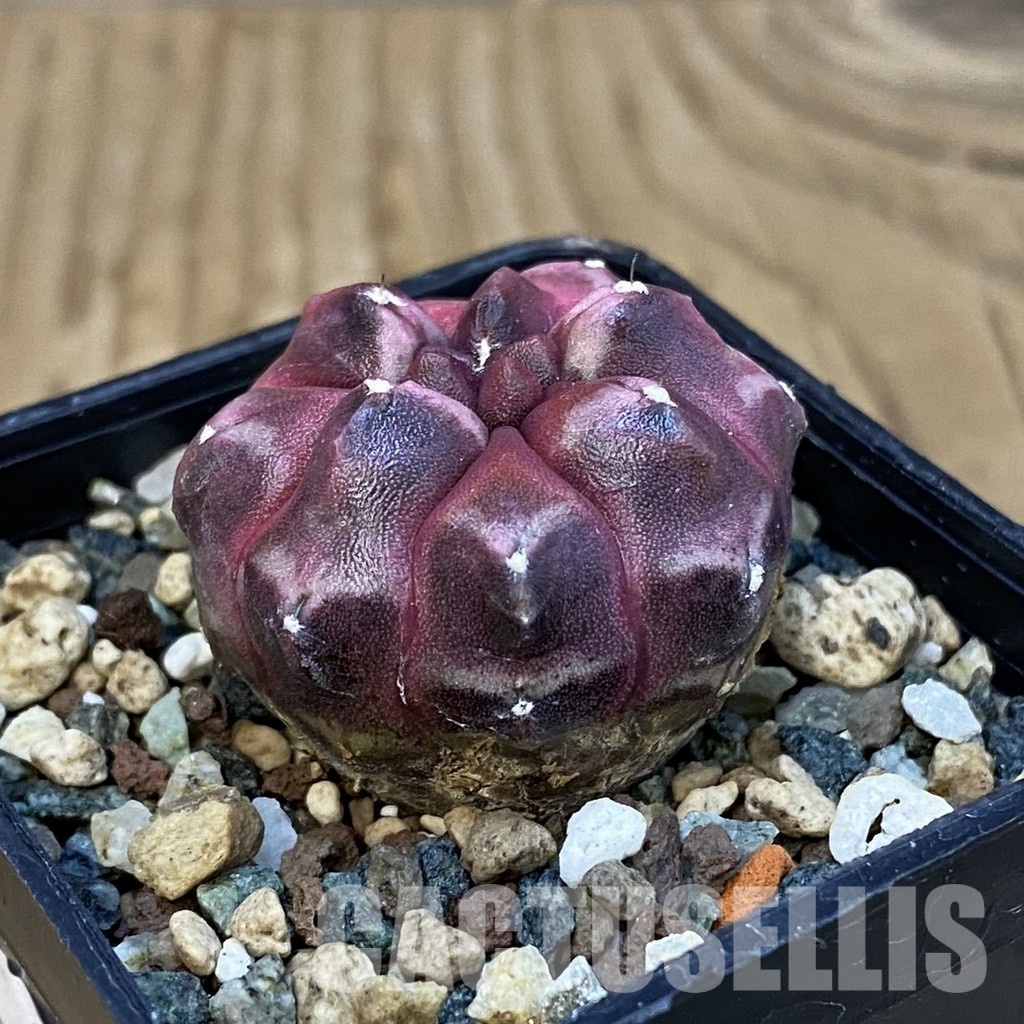 SH24707 Gymnocalycium mihanovichii ‘Day Dream’ - Image 2