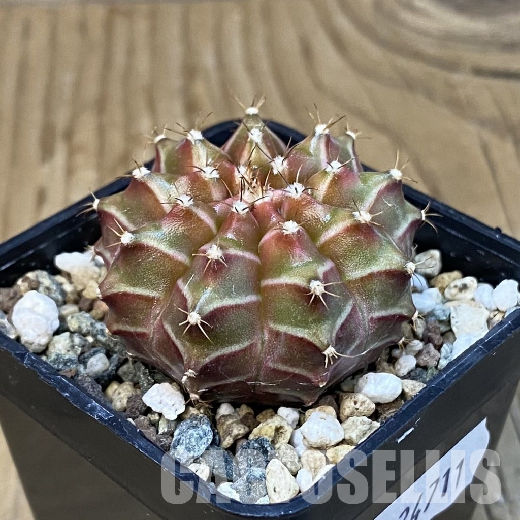 SH24711 Gymnocalycium mihanovichii ‘Neon’ hybrid - Image 2