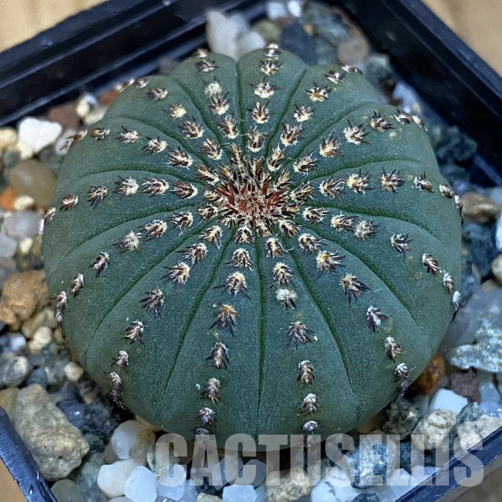 SH24756 Frailea asterioides