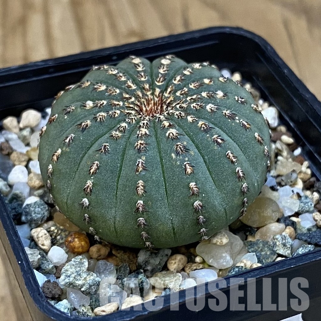 SH24756 Frailea asterioides - Image 2