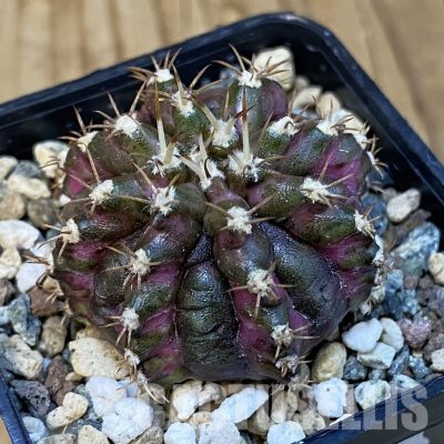 SH24778 Gymnocalycium mihanovichii ‘T-Rex’
