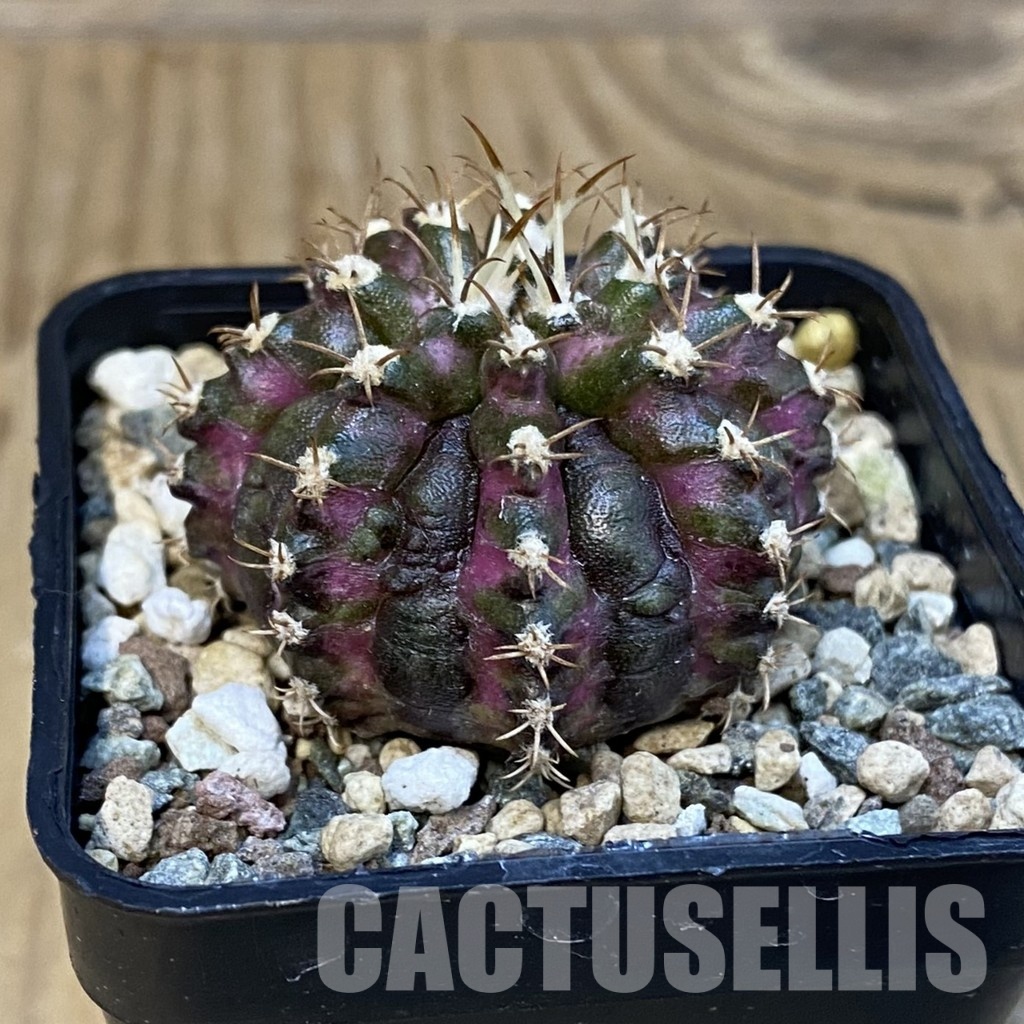 SH24778 Gymnocalycium mihanovichii ‘T-Rex’ - Image 2