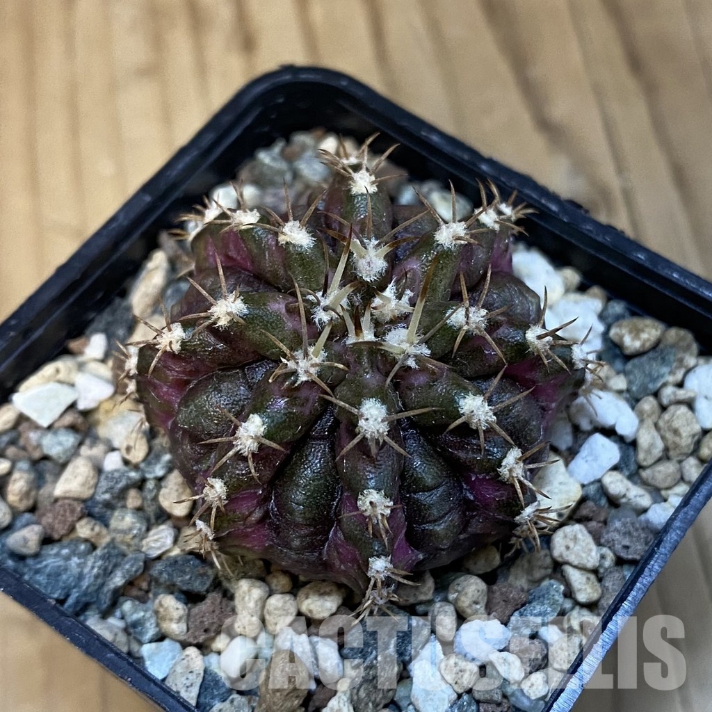 SH24778 Gymnocalycium mihanovichii ‘T-Rex’ - Image 3
