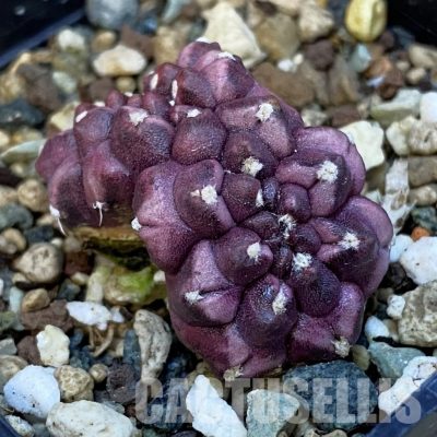 SH25024 Gymnocalycium mihanovichii ‘Day Dream’ f. cristata