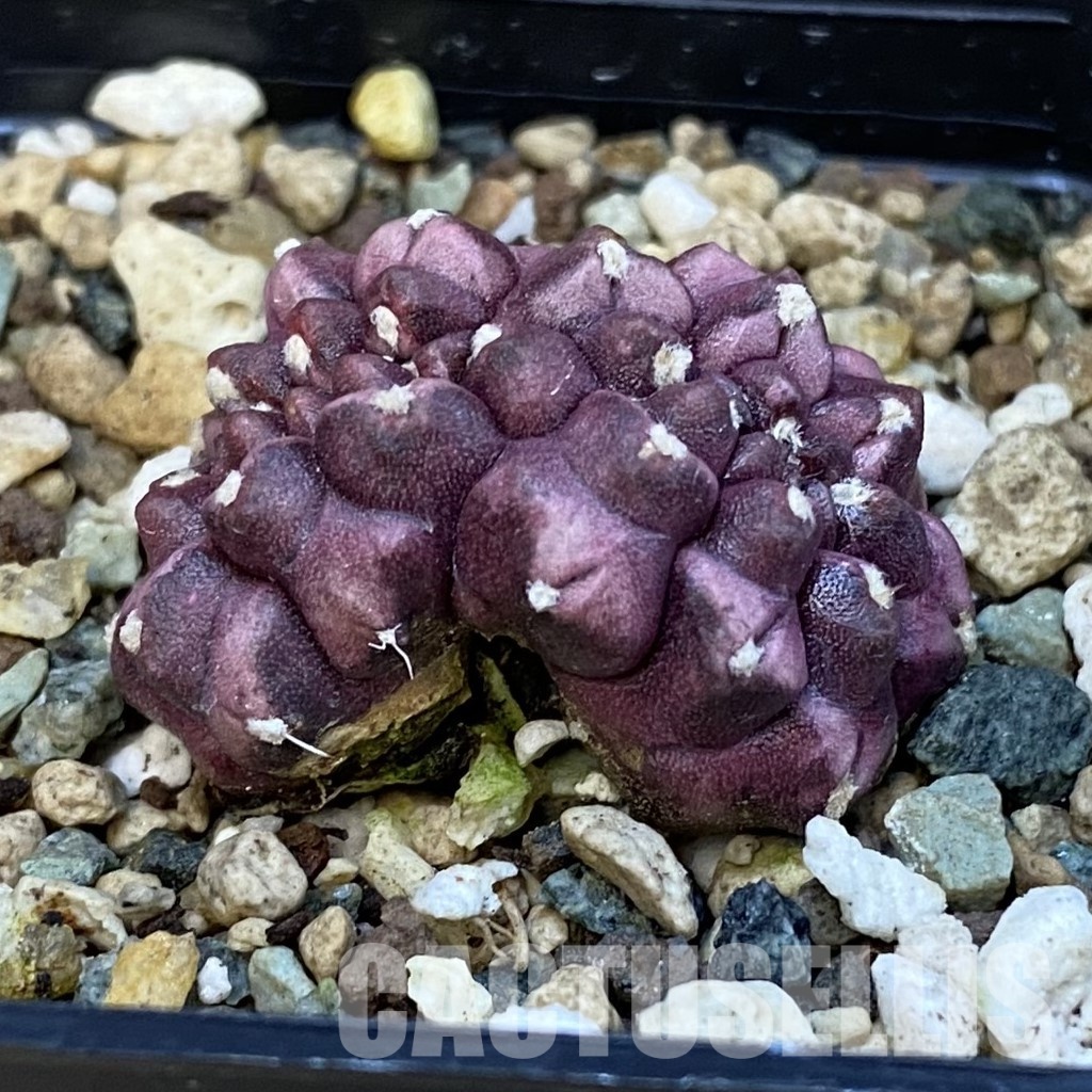 SH25024 Gymnocalycium mihanovichii ‘Day Dream’ f. cristata - Image 2
