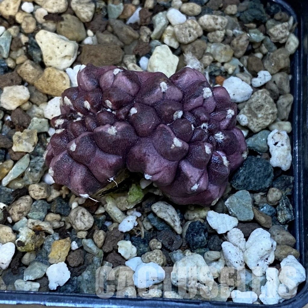 SH25024 Gymnocalycium mihanovichii ‘Day Dream’ f. cristata - Image 3