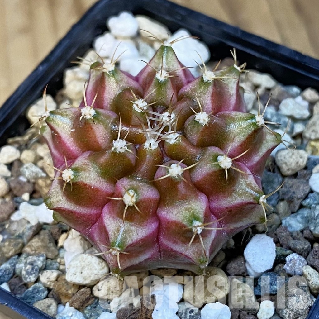 SH25027 Gymnocalycium mihanovichii ‘Neon’ hybrid