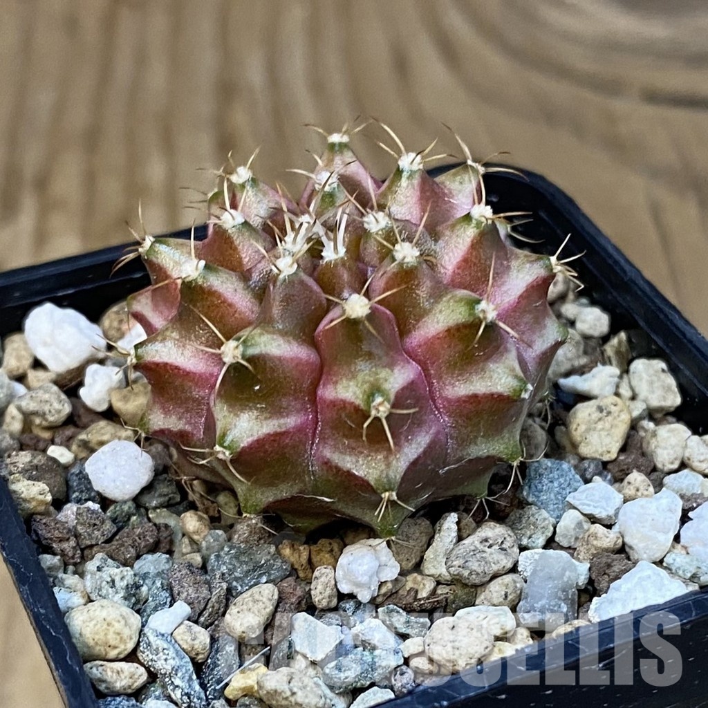 SH25027 Gymnocalycium mihanovichii ‘Neon’ hybrid - Image 2