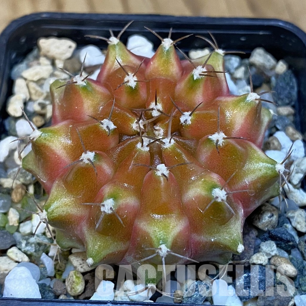 SH25028 Gymnocalycium mihanovichii ‘Neon’ hybrid