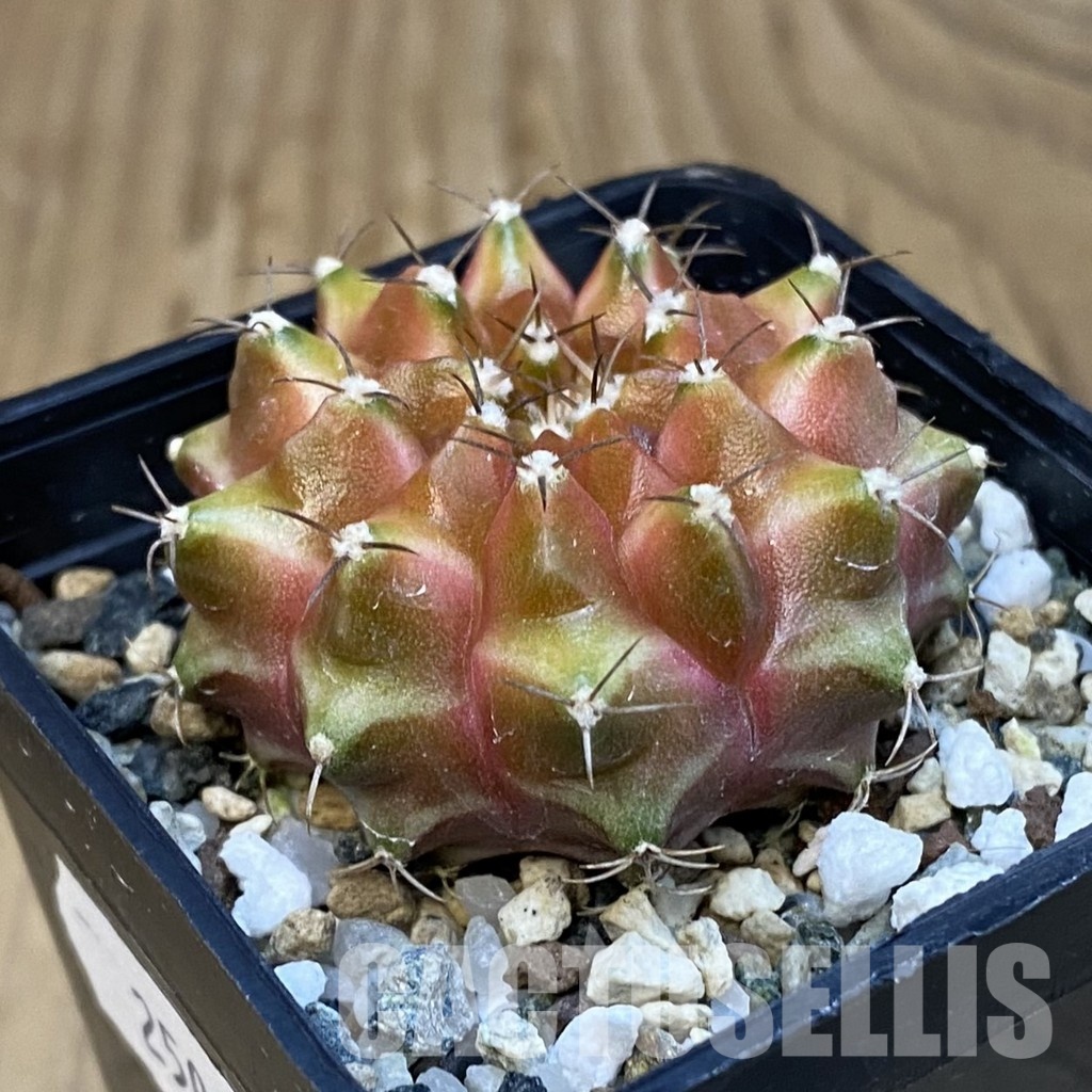 SH25028 Gymnocalycium mihanovichii ‘Neon’ hybrid - Image 2