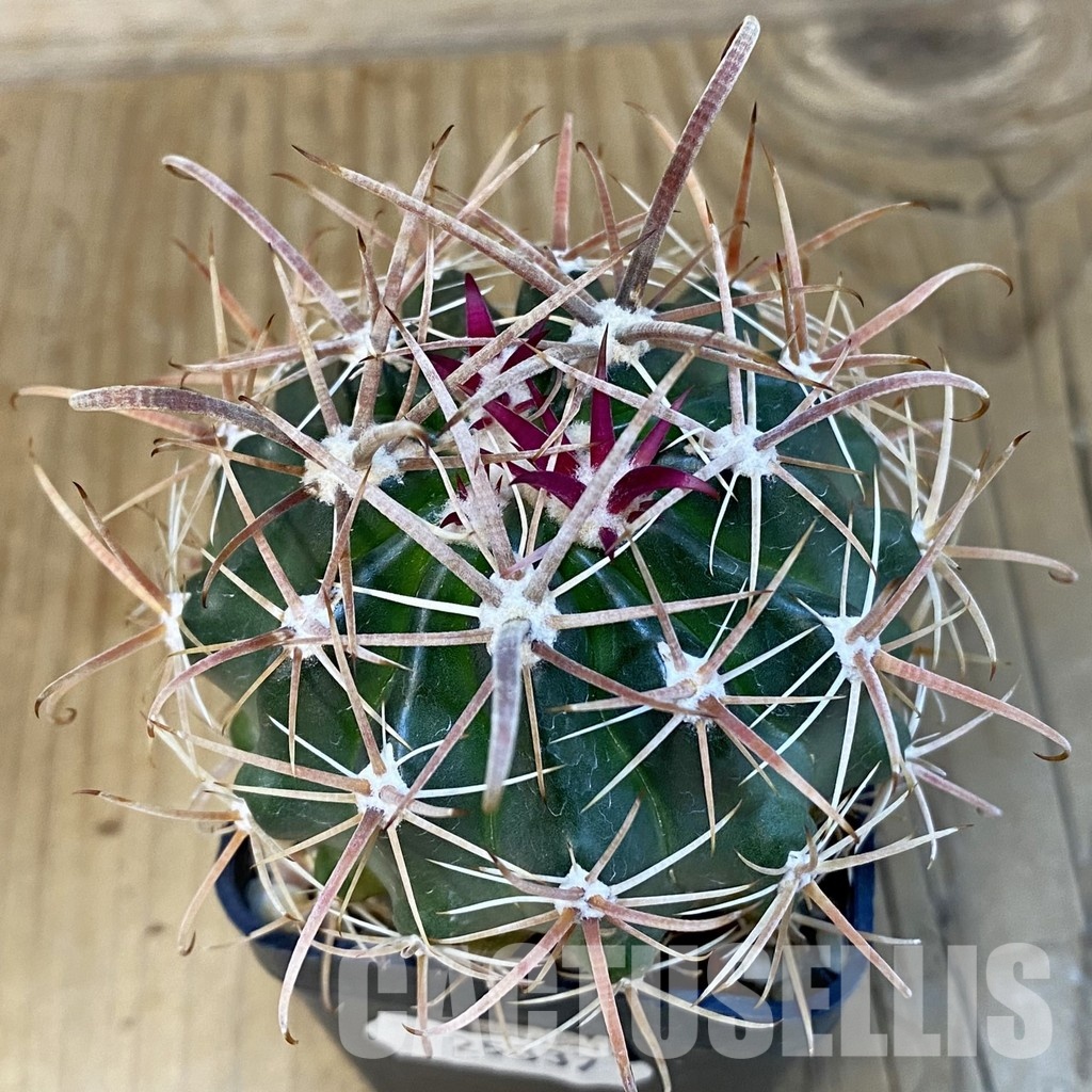 SH25337 Ferocactus fordii - Image 2