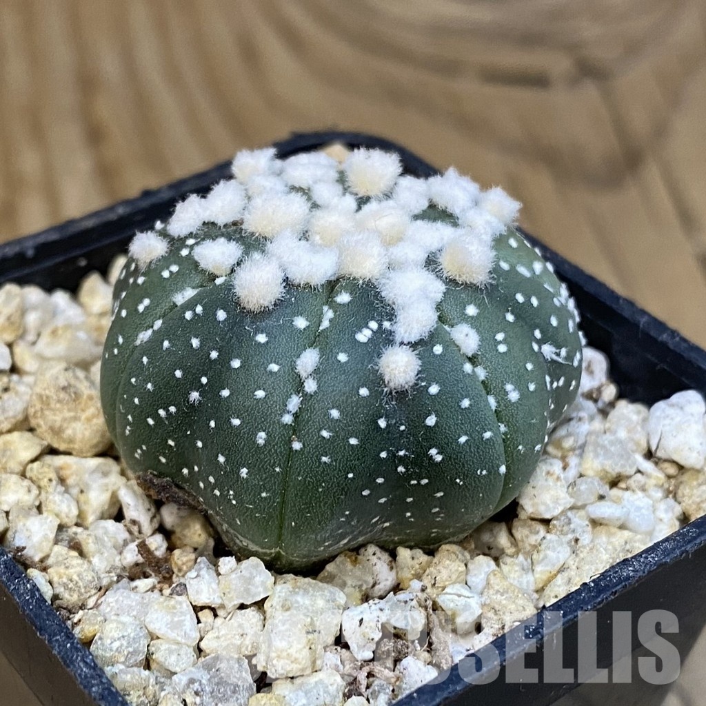 SH30761 Astrophytum asterias ‘Hanazono’ - Image 2
