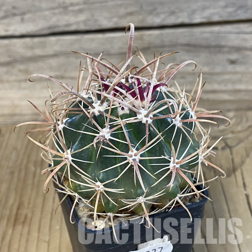 SH25337 Ferocactus fordii - Image 3