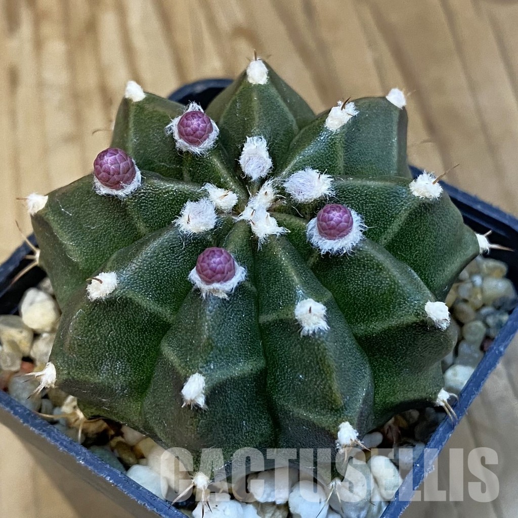 SH26294 Gymnocalycium mihanovichii hybrid, seedling