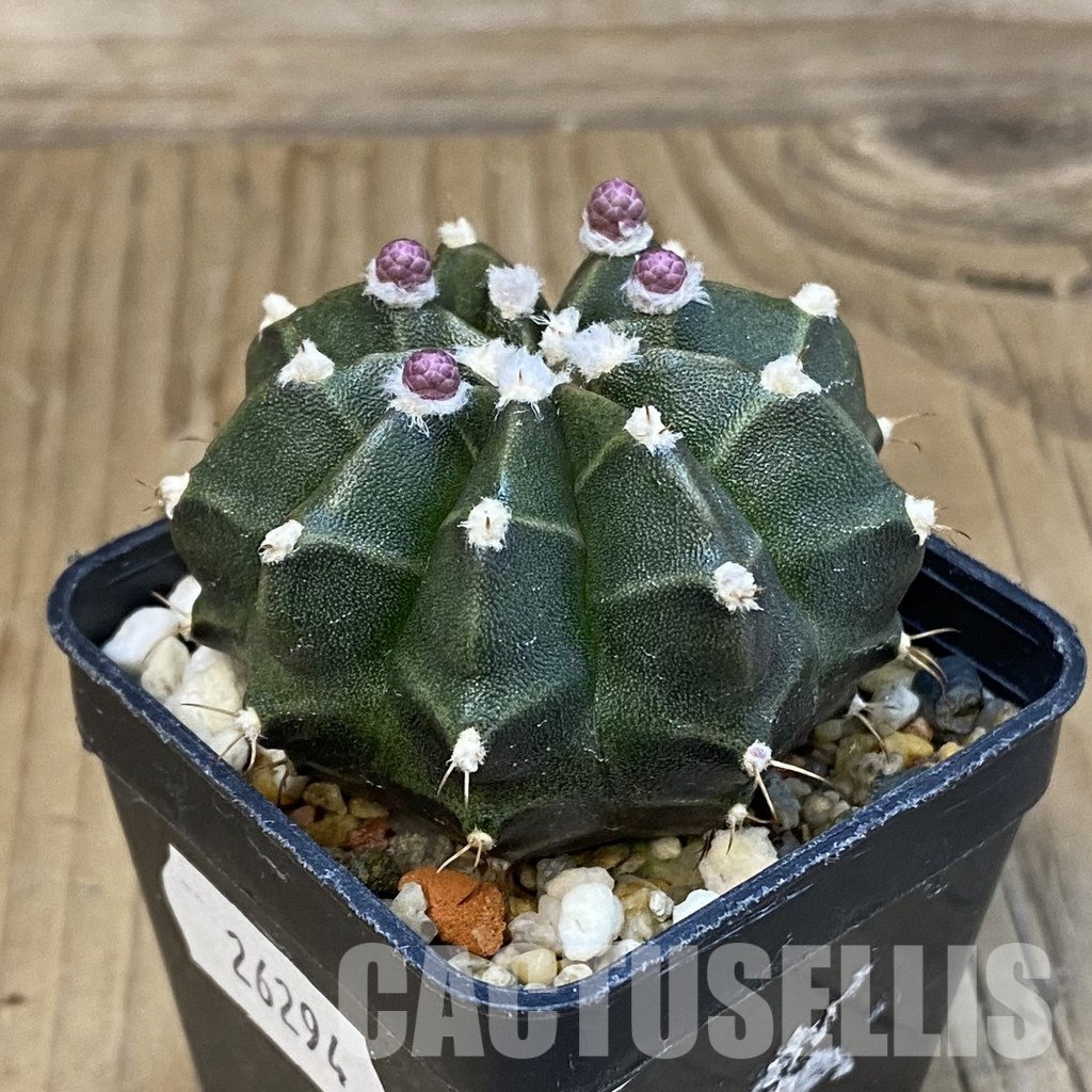 SH26294 Gymnocalycium mihanovichii hybrid, seedling - Image 2