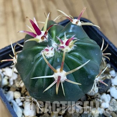 SH26368 Ferocactus latispinus