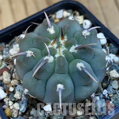 SH27150 Gymnocalycium vatteri