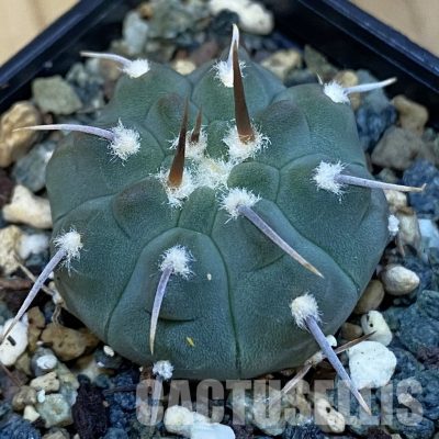 SH27151 Gymnocalycium vatteri