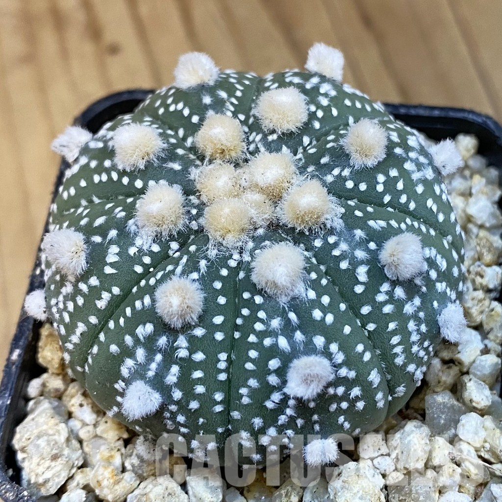 SH30762 Astrophytum asterias ‘Ooibo’