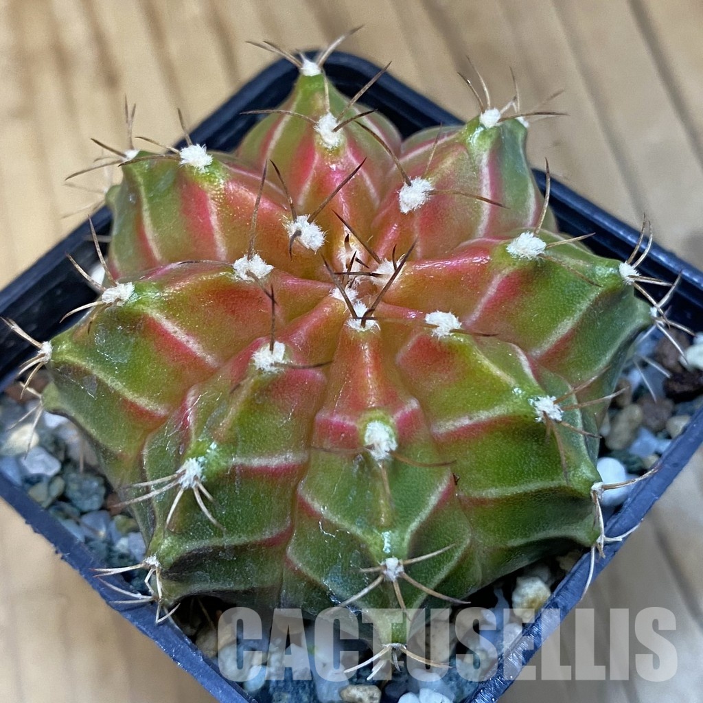 SH27157 Gymnocalycium mihanovichii ‘Neon’ hybrid