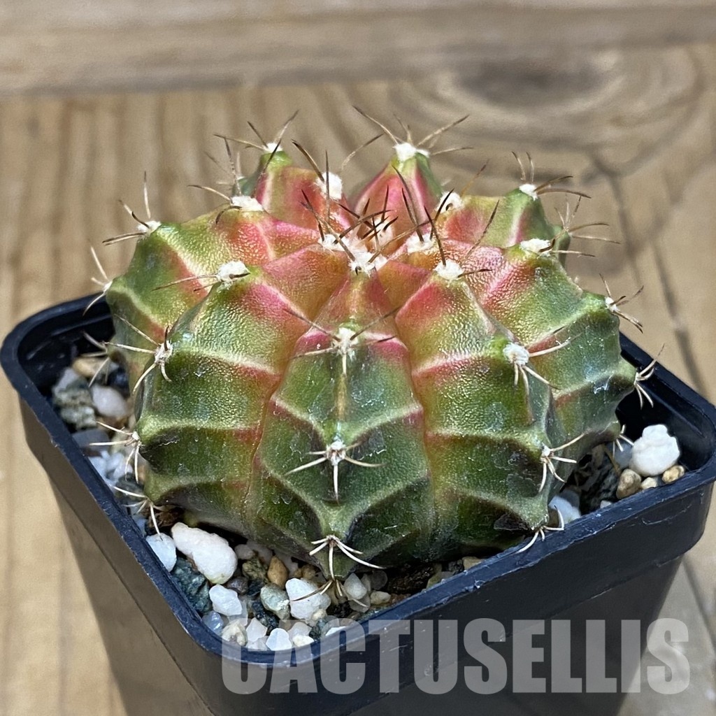 SH27157 Gymnocalycium mihanovichii ‘Neon’ hybrid - Image 2