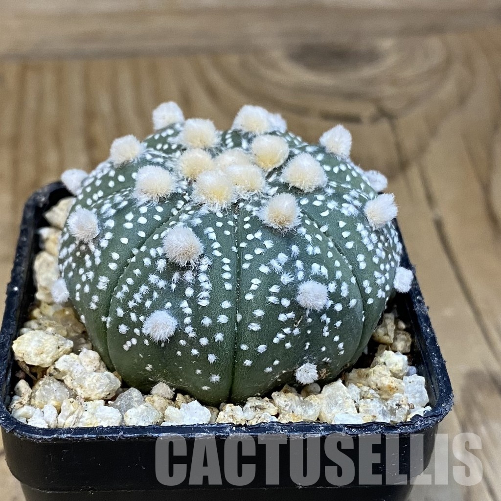 SH30762 Astrophytum asterias ‘Ooibo’ - Image 2