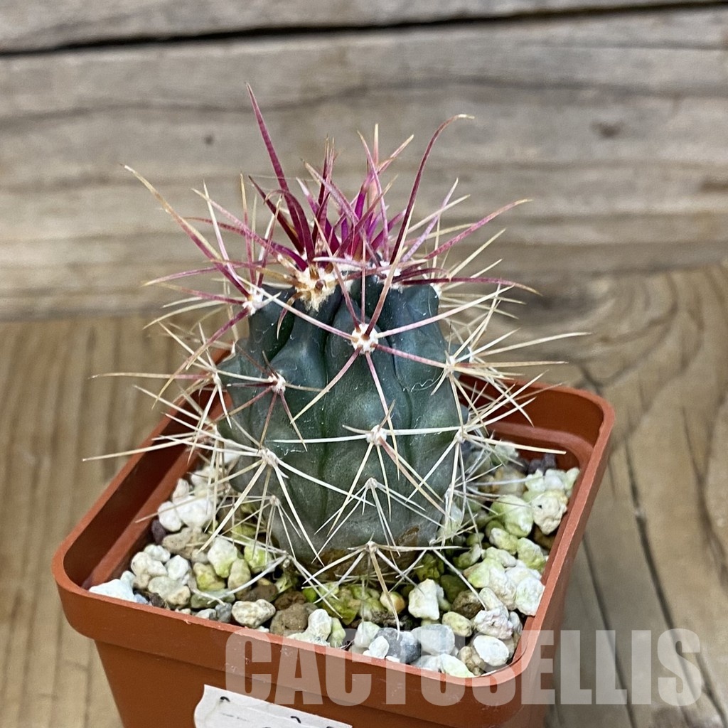 SH29024 Ferocactus gracilis - Image 2