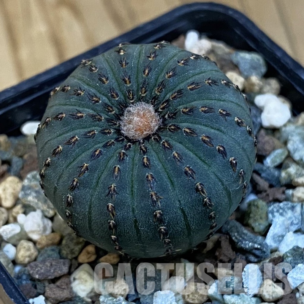 SH24508 Frailea asterioides