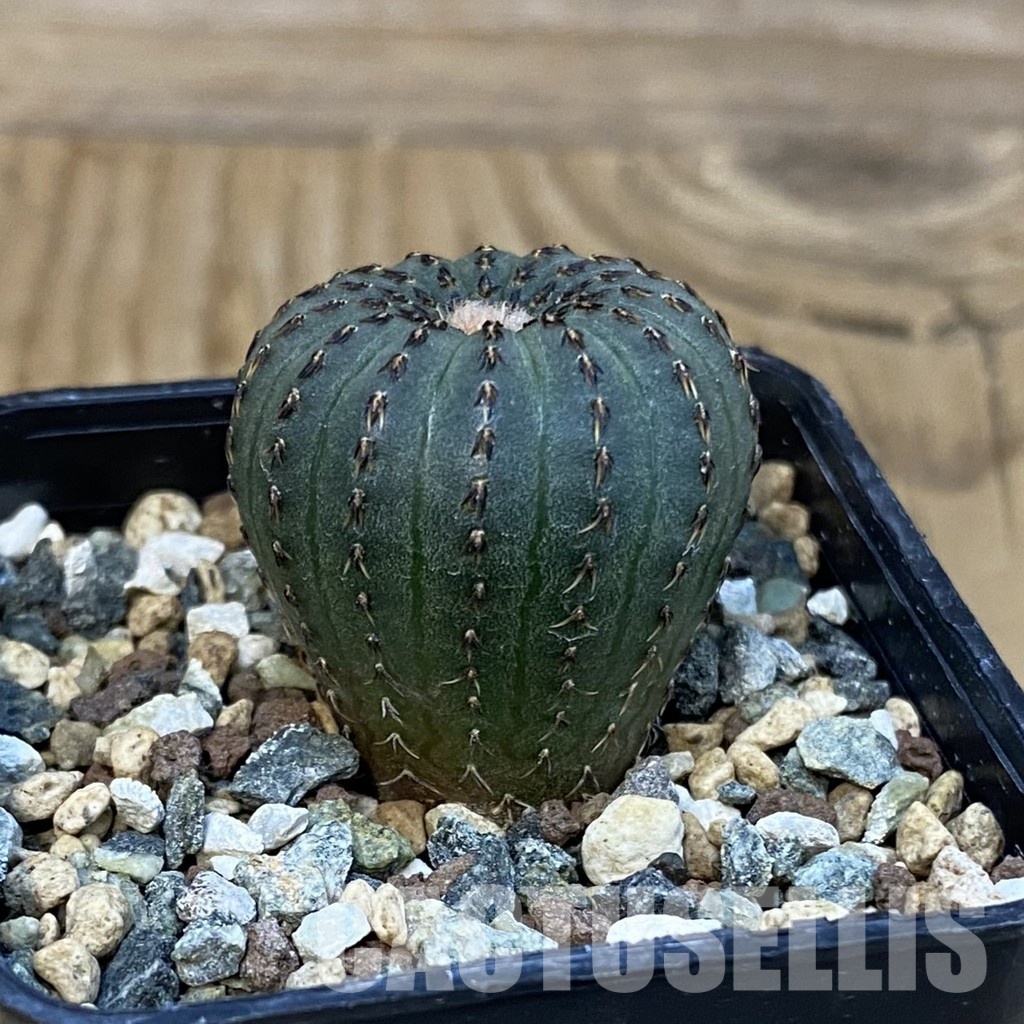 SH24508 Frailea asterioides - Image 2