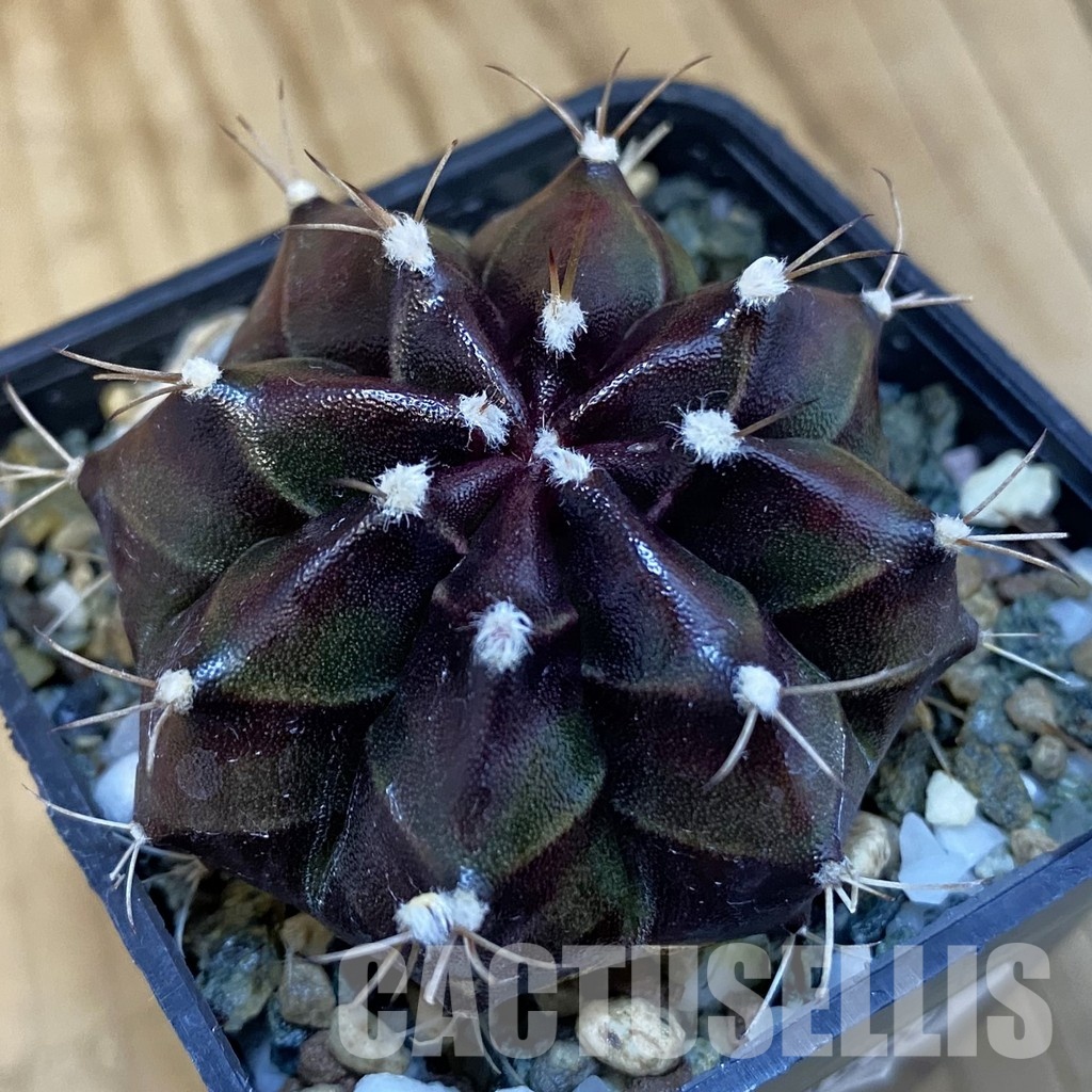 SH20590 Gymnocalycium mihanovichii 'Black Boxer'