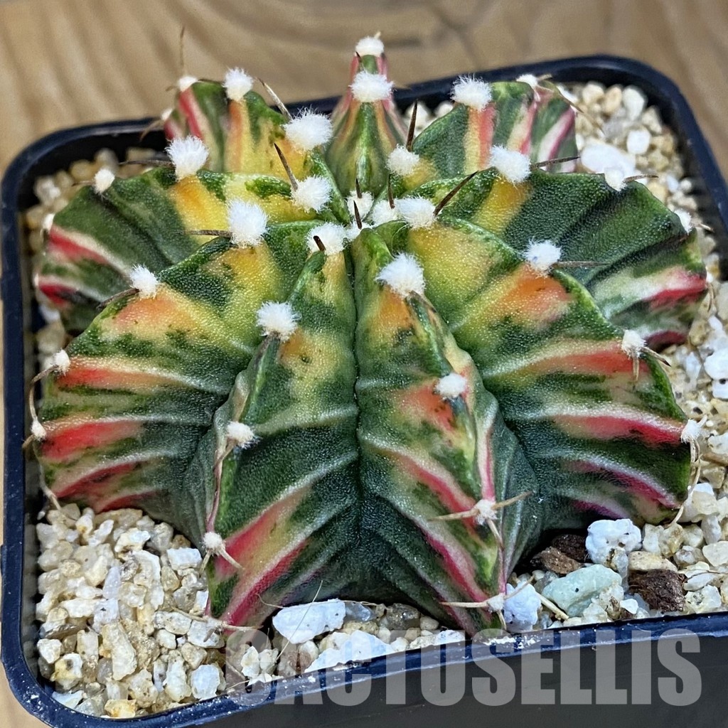 SH30758 Gymnocalycium friedrichii LB f. variegata, seedling