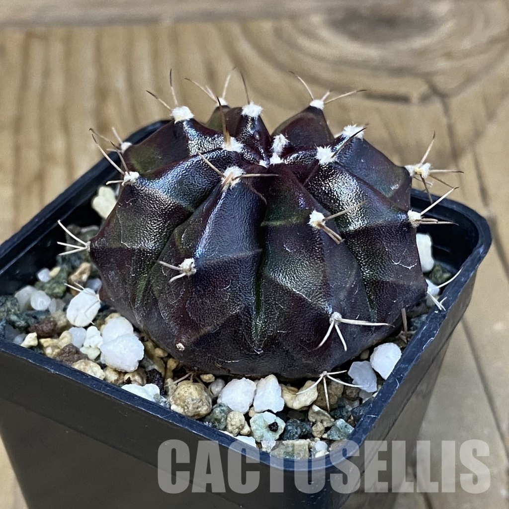 SH20590 Gymnocalycium mihanovichii 'Black Boxer' - Image 2