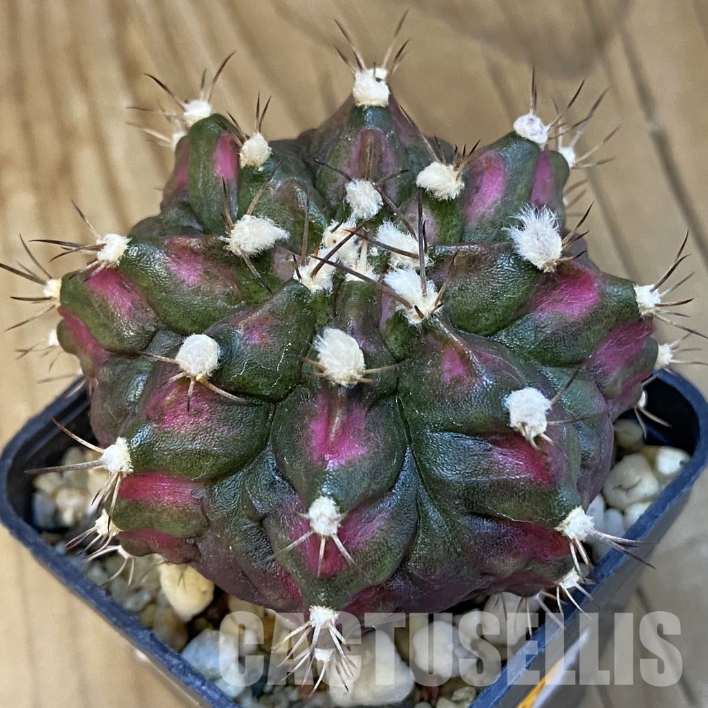 SH21465 Gymnocalycium mihanovichii ‘T-Lux’