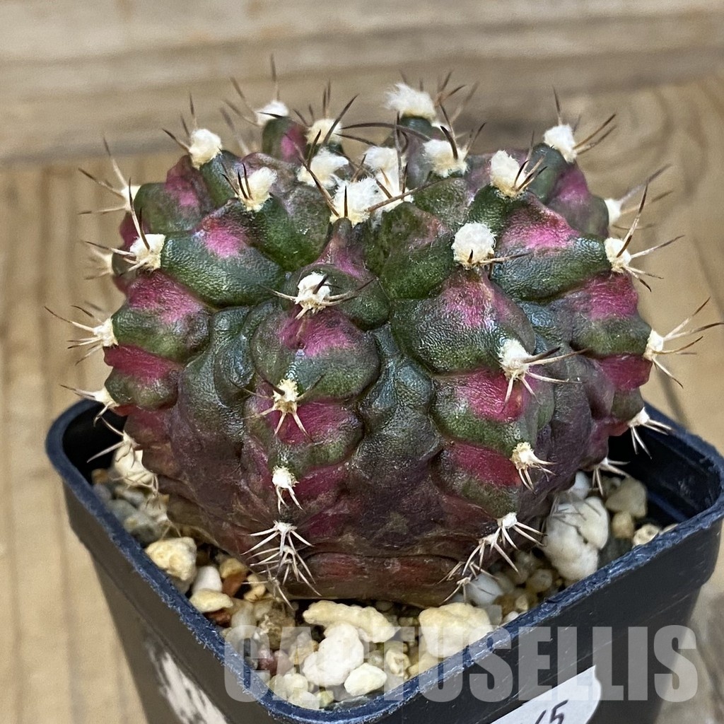 SH21465 Gymnocalycium mihanovichii ‘T-Lux’ - Image 2