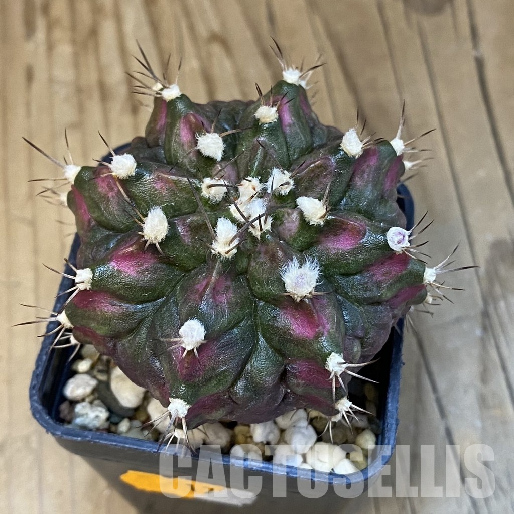 SH21465 Gymnocalycium mihanovichii ‘T-Lux’ - Image 3