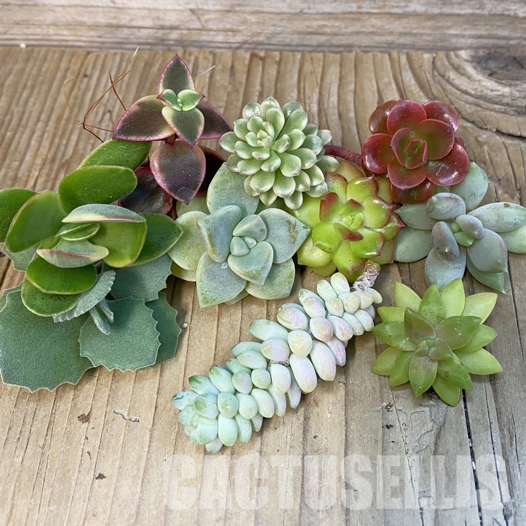 SH30772 Succulents mix, cuted