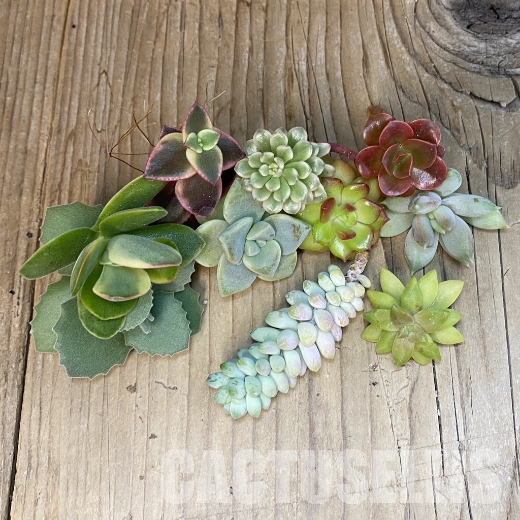 SH30772 Succulents mix, cuted - Image 2