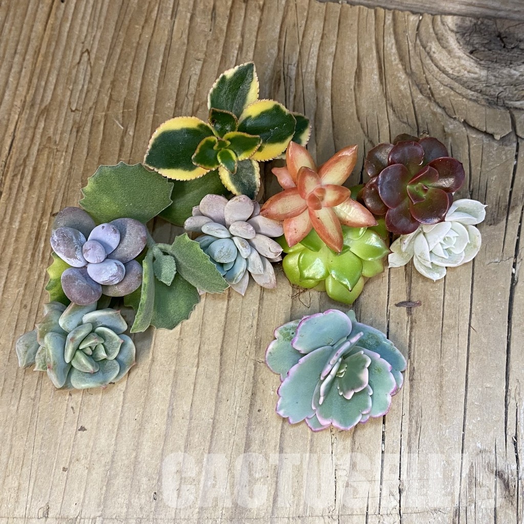 SH30774 Succulents mix, cuted - Image 2