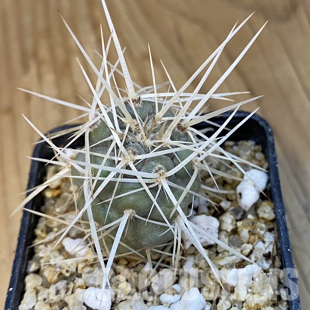SH30765 Tephrocactus fiambalensis