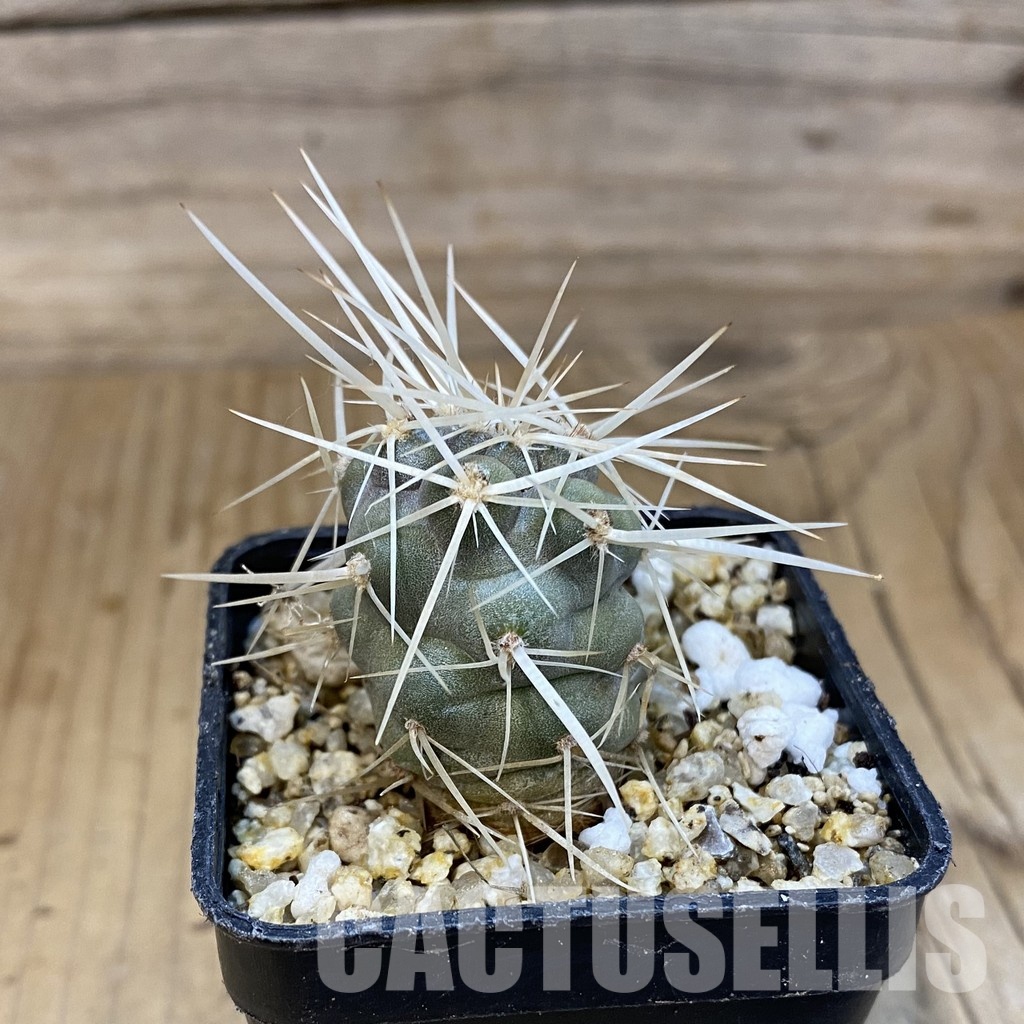 SH30765 Tephrocactus fiambalensis - Image 2